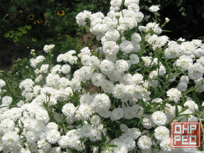 Ахиллея птармика Жемчужина многолетник Донецк - изображение 1
