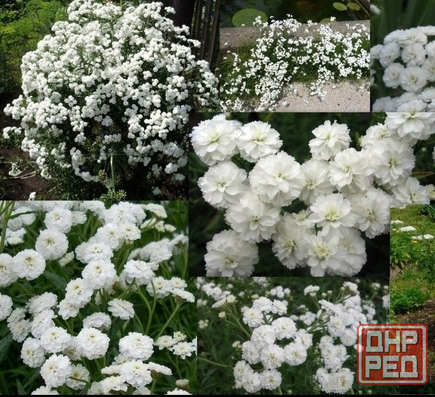 Ахиллея птармика Жемчужина многолетник Донецк - изображение 2