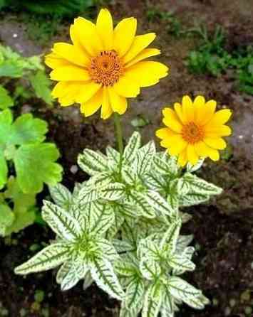 Гелиопсис подсолнечниковидный «Лорейн Саншайн» Донецк