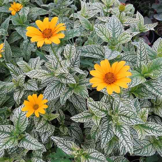 Гелиопсис подсолнечниковидный «Лорейн Саншайн» Донецк