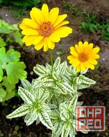 Гелиопсис подсолнечниковидный «Лорейн Саншайн» Донецк - изображение 2