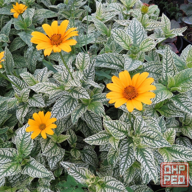 Гелиопсис подсолнечниковидный «Лорейн Саншайн» Донецк - изображение 1