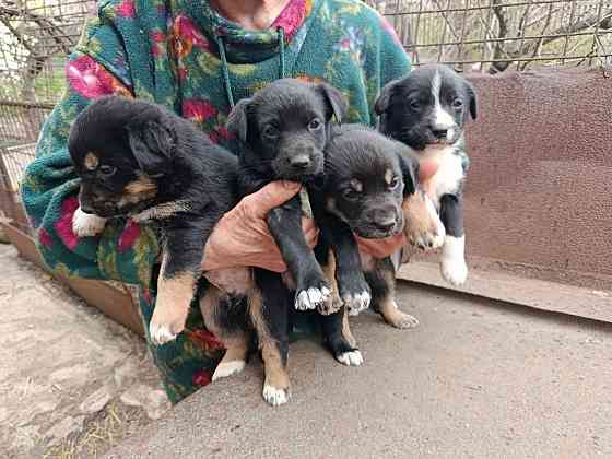 Отдам Щенков дворняги. Средних размеров будут. Донецк