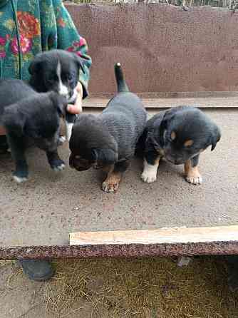 Отдам Щенков дворняги. Средних размеров будут. Донецк
