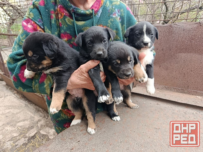 Отдам Щенков дворняги. Средних размеров будут. Донецк - изображение 2