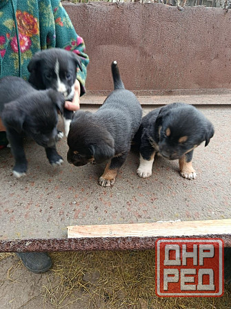 Отдам Щенков дворняги. Средних размеров будут. Донецк - изображение 1