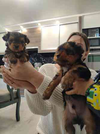 Продам щенков Йорка Донецк