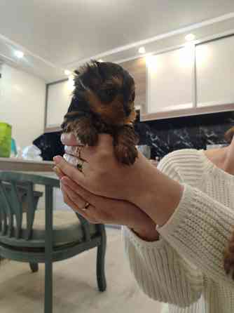 Продам щенков Йорка Донецк