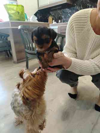 Продам щенков Йорка Донецк