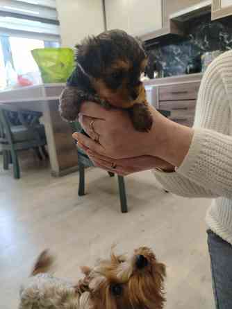 Продам щенков Йорка Донецк