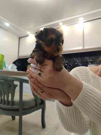 Продам щенков Йорка Донецк