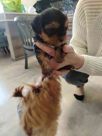 Продам щенков Йорка Донецк