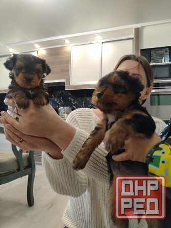 Продам щенков Йорка Донецк - изображение 1