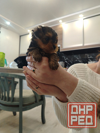 Продам щенков Йорка Донецк - изображение 4