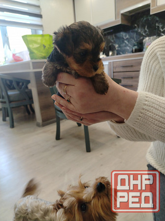 Продам щенков Йорка Донецк - изображение 6