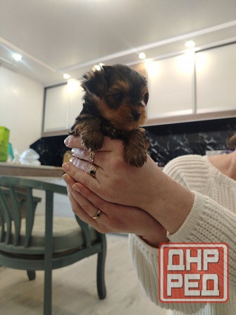 Продам щенков Йорка Донецк - изображение 5