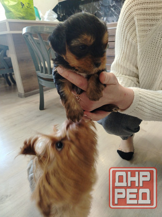 Продам щенков Йорка Донецк - изображение 2