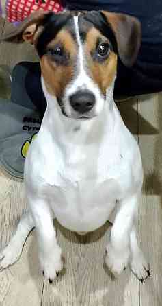 Вязка Джек Рассел Макеевка