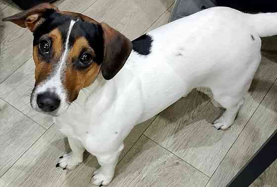 Вязка Джек Рассел Макеевка