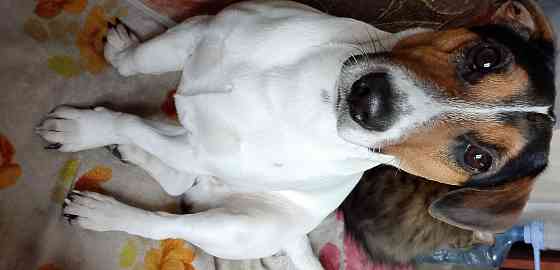 Вязка Джек Рассел Макеевка