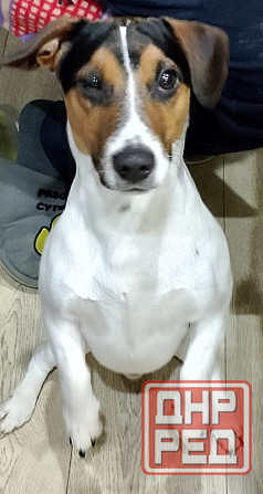 Вязка Джек Рассел Макеевка - изображение 3