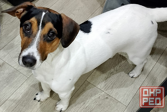 Вязка Джек Рассел Макеевка - изображение 2