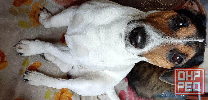 Вязка Джек Рассел Макеевка - изображение 1