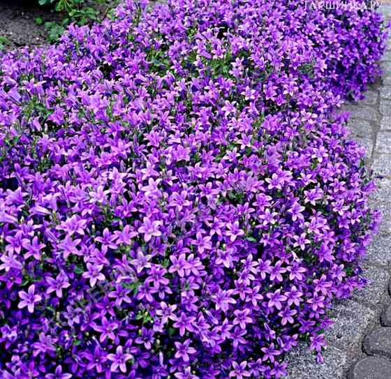 Колокольчик Портеншлага Донецк