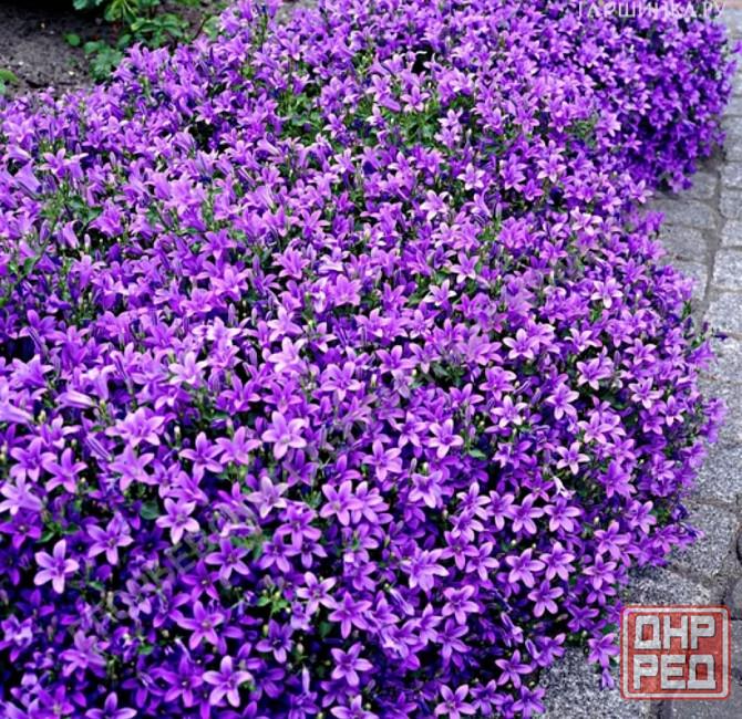 Колокольчик Портеншлага Донецк - изображение 3