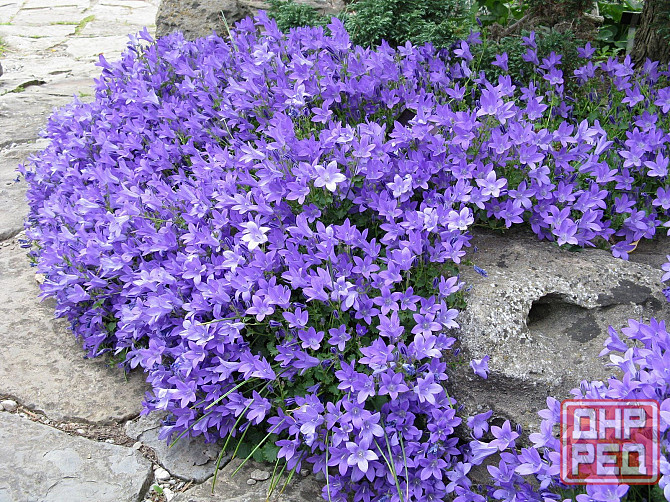 Колокольчик Портеншлага Донецк - изображение 2