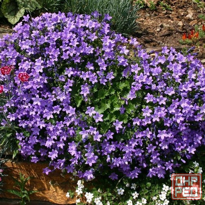 Колокольчик Портеншлага Донецк - изображение 1