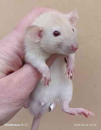 Мальчишка Дамбо Макеевка