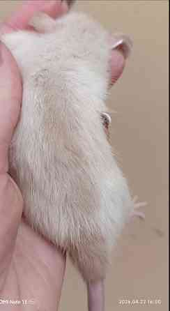 Мальчишка Дамбо Макеевка