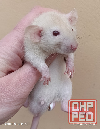 Мальчишка Дамбо Макеевка - изображение 1