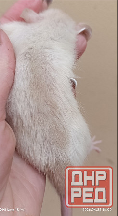 Мальчишка Дамбо Макеевка - изображение 2