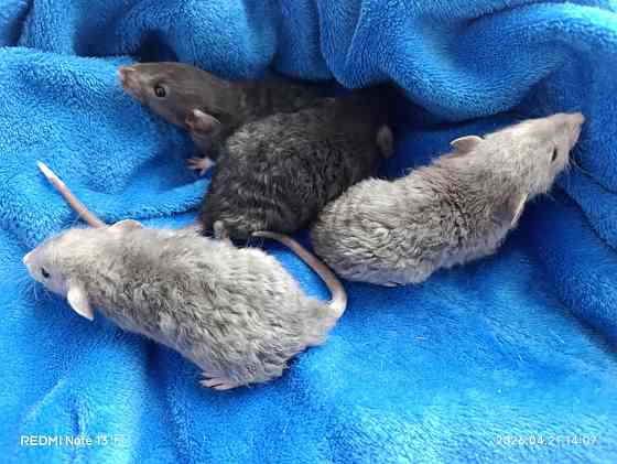 Кучерявые крысята Дамбо Макеевка