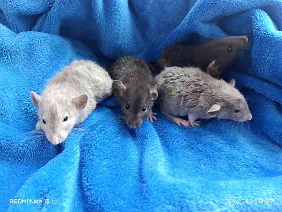 Кучерявые крысята Дамбо Макеевка