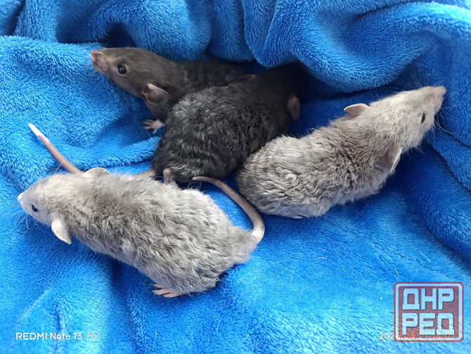 Кучерявые крысята Дамбо Макеевка - изображение 2