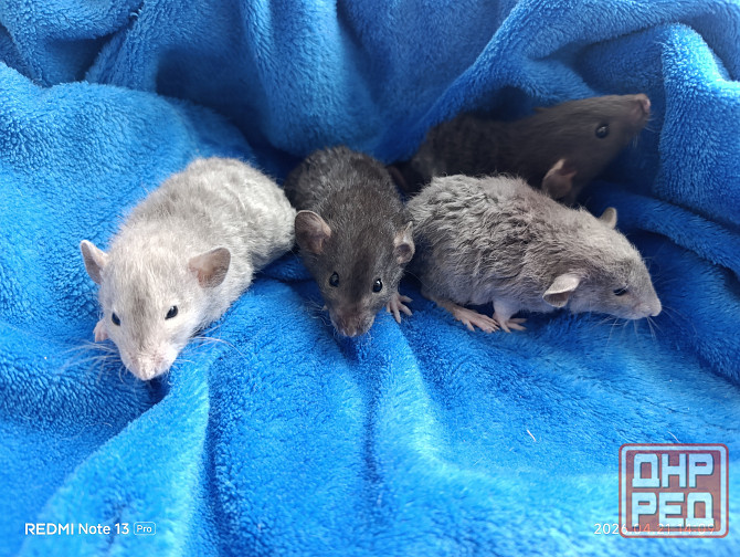 Кучерявые крысята Дамбо Макеевка - изображение 1