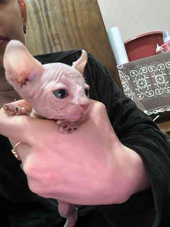 Роскошь без шерсти Донецк