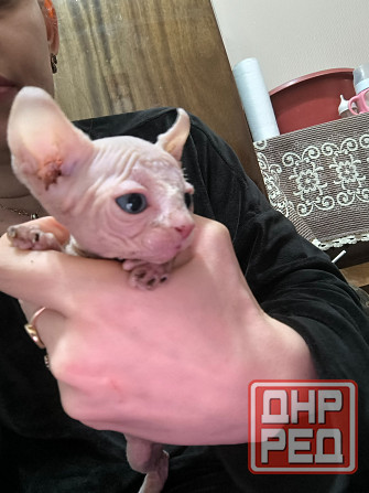 Роскошь без шерсти Донецк - изображение 1