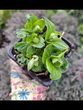 Барвинок белый крупный.Саженец Донецк