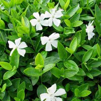 Барвинок белый крупный.Саженец Донецк