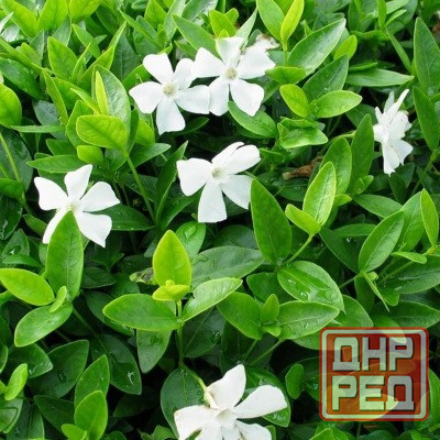 Барвинок белый крупный.Саженец Донецк - изображение 2