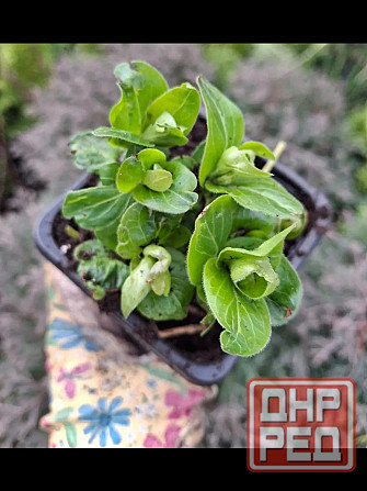 Барвинок белый крупный.Саженец Донецк - изображение 1