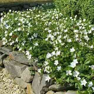 Барвинок белый Альба Донецк