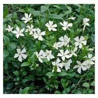 Барвинок белый Альба Донецк