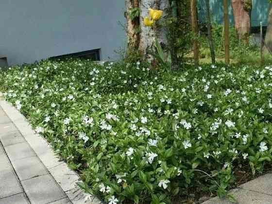 Барвинок белый Альба Донецк