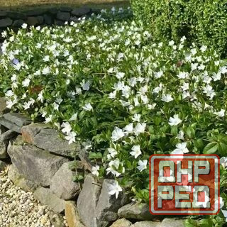 Барвинок белый Альба Донецк - изображение 4