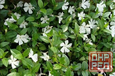 Барвинок белый Альба Донецк - изображение 3